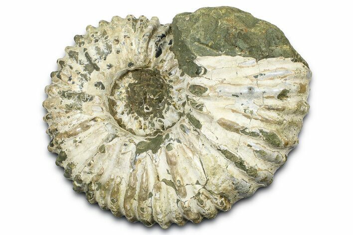 Bumpy Ammonite (Douvilleiceras) Fossil - Madagascar #372684